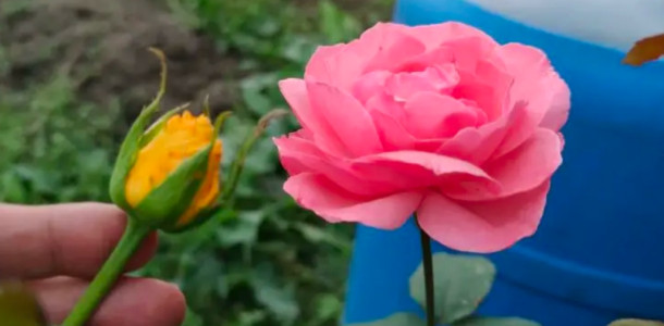 Como enxertar uma rosa em outra variedade o truque finalmente revelado