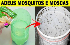 como-acabar-com-moscas-e-mosquitos-03-03-1024x683-1-1