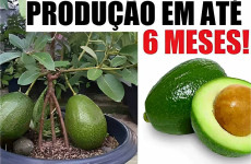 como-plantar-abacate-em-vaso-31-0711