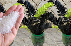 fertilizante-caseiro-para-plantas-19-0811