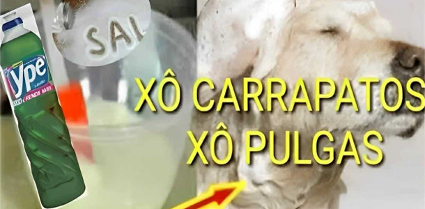 receita-caseira-para-acabar-com-pulgas-e-carrapatos-15-0711-1