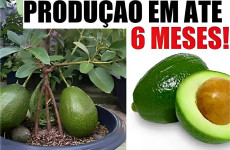 como-plantar-abacate-em-vaso-29-0811