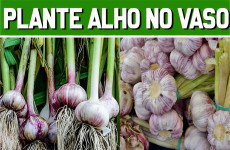 como-plantar-alho-em-vaso-29-0811