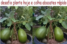 como-plantar-abacate-em-vaso-06-10