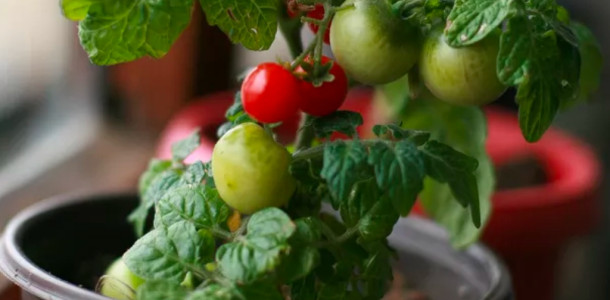 Aprenda a cultivar tomatinho cereja no vaso, gente ele da o ano todo