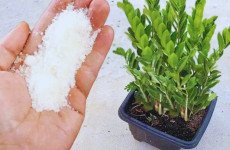 Este amado ingrediente fará qualquer planta crescer 5x mais rápido