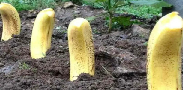 Plante 4 bananas em seu jardim, você realmente não espera o que acontecerá a seguir