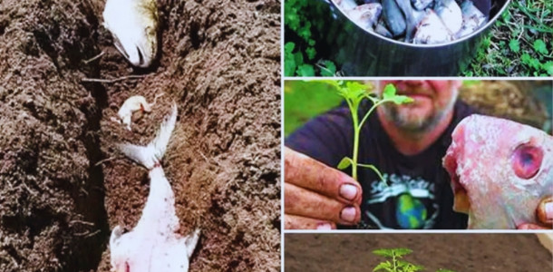 Quatro maneiras eficazes de utilizar restos de peixe para fertilização natural de jardins