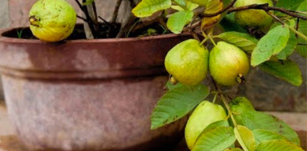 Tem-visita-que-acha-feia-minhas-plantas-mas-quando-tem-goiaba-todos-querem