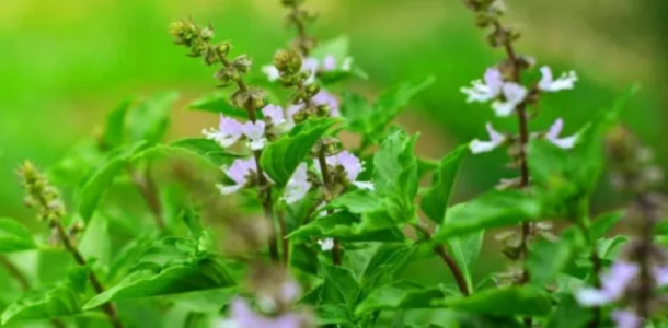 5-coisas-que-voce-pode-fazer-com-flores-de-manjericao-nao-jogue-fora