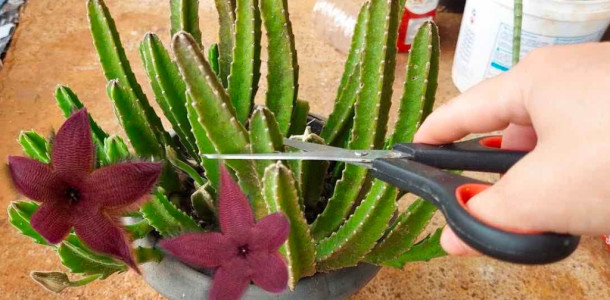 Cactus, infelizmente poucas pessoas sabiam dessa técnica infalível