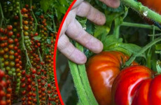 Tomates gigantes no seu jardim, uma colher deste ingrediente, recomendado por todos os jardineiros!