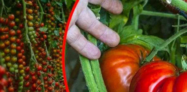 Tomates gigantes no seu jardim, uma colher deste ingrediente, recomendado por todos os jardineiros!