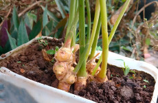 Veja-como-cultivar-gengibre-em-casa-para-te-lo-infinitamente