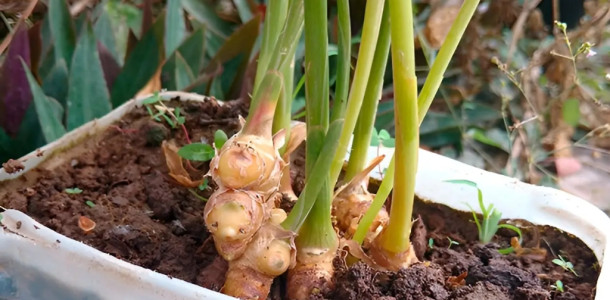 Veja-como-cultivar-gengibre-em-casa-para-te-lo-infinitamente