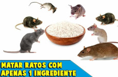 como-acabar-com-os-ratos-04041