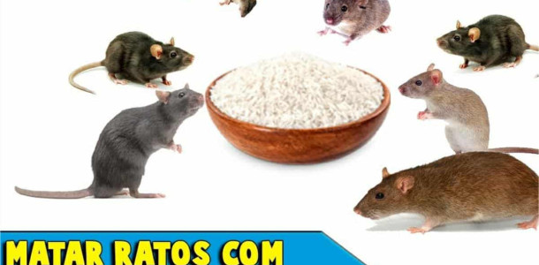 como-acabar-com-os-ratos-04041