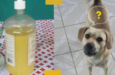 repelente-contra-xixi-de-cachorro-030411