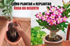 como-plantar-rosa-do-deserto-16041