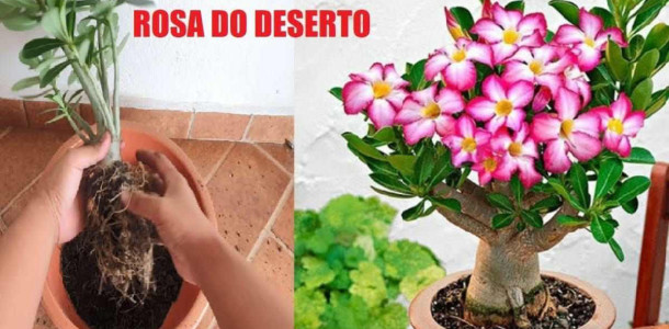 como-plantar-rosa-do-deserto-16041