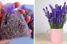 Como-cultivar-lavanda-em-uma-xicara-para-perfumar-sua-casa