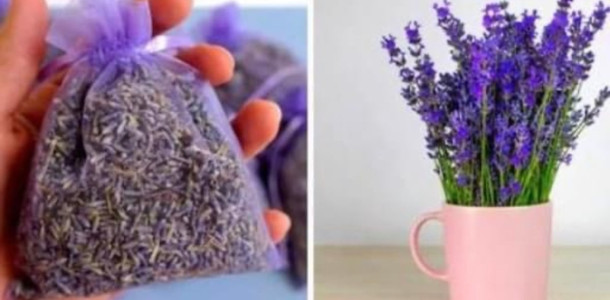 Como-cultivar-lavanda-em-uma-xicara-para-perfumar-sua-casa