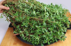 Esta-planta-e-mais-saborosa-que-a-carne
