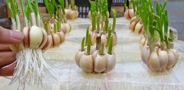 como-plantar-alho (1)