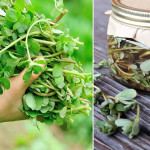 Beldroega-em-conserva