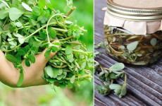 Beldroega-em-conserva