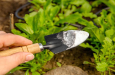 Bicarbonato-de-sodio-nas-plantas