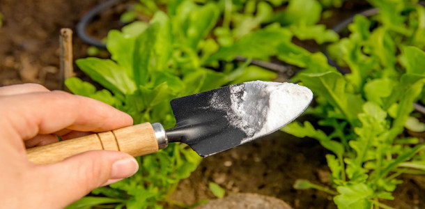 Bicarbonato-de-sodio-nas-plantas