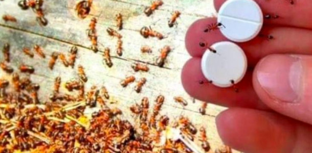 Armadilha-para-formigas-como-elimina-las-de-vez-sem-usar-pesticidas